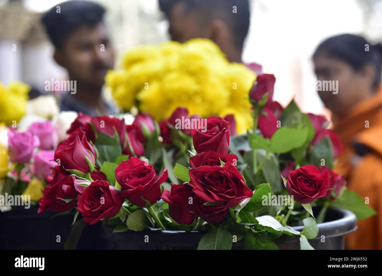 Guwahati, Guwahati, India. 13th Feb, 2024. Red Rose flower kept for