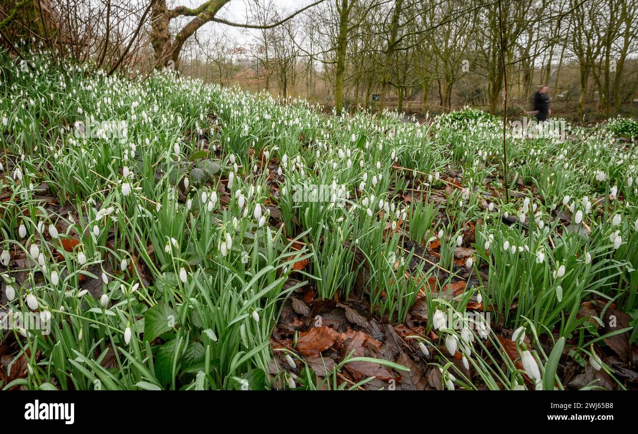 Bolton, England, UK, Tuesday February 13, 2024. A walker passes by a beautiful crop of Snowdrops in full bloom in Moses Gate Country Park, Bolton, Lancashire. Credit: Paul Heyes/Alamy News Live. Stock Photo