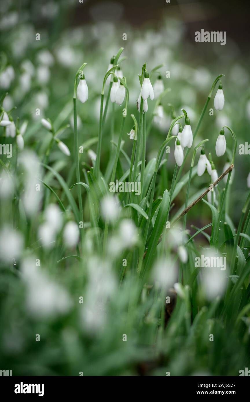 Bolton, England, UK, Tuesday February 13, 2024. A beautiful crop of Snowdrops in full bloom in Moses Gate Country Park, Bolton, Lancashire. Credit: Paul Heyes/Alamy News Live. Stock Photo