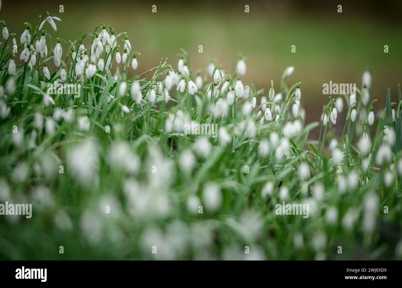 Bolton, England, UK, Tuesday February 13, 2024. A beautiful crop of Snowdrops in full bloom in Moses Gate Country Park, Bolton, Lancashire. Credit: Paul Heyes/Alamy News Live. Stock Photo