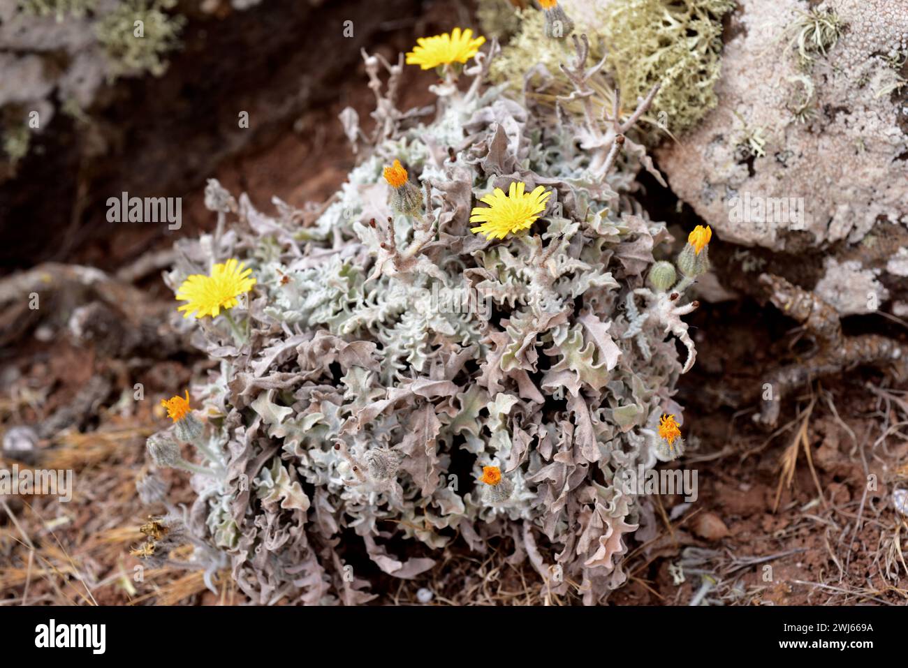 Estornudera (Andryala glandulosa) is a perennial herb endemic to Macaronesia. This photo was taken in Lanzarote Island, Canary Islands, Spain. Stock Photo