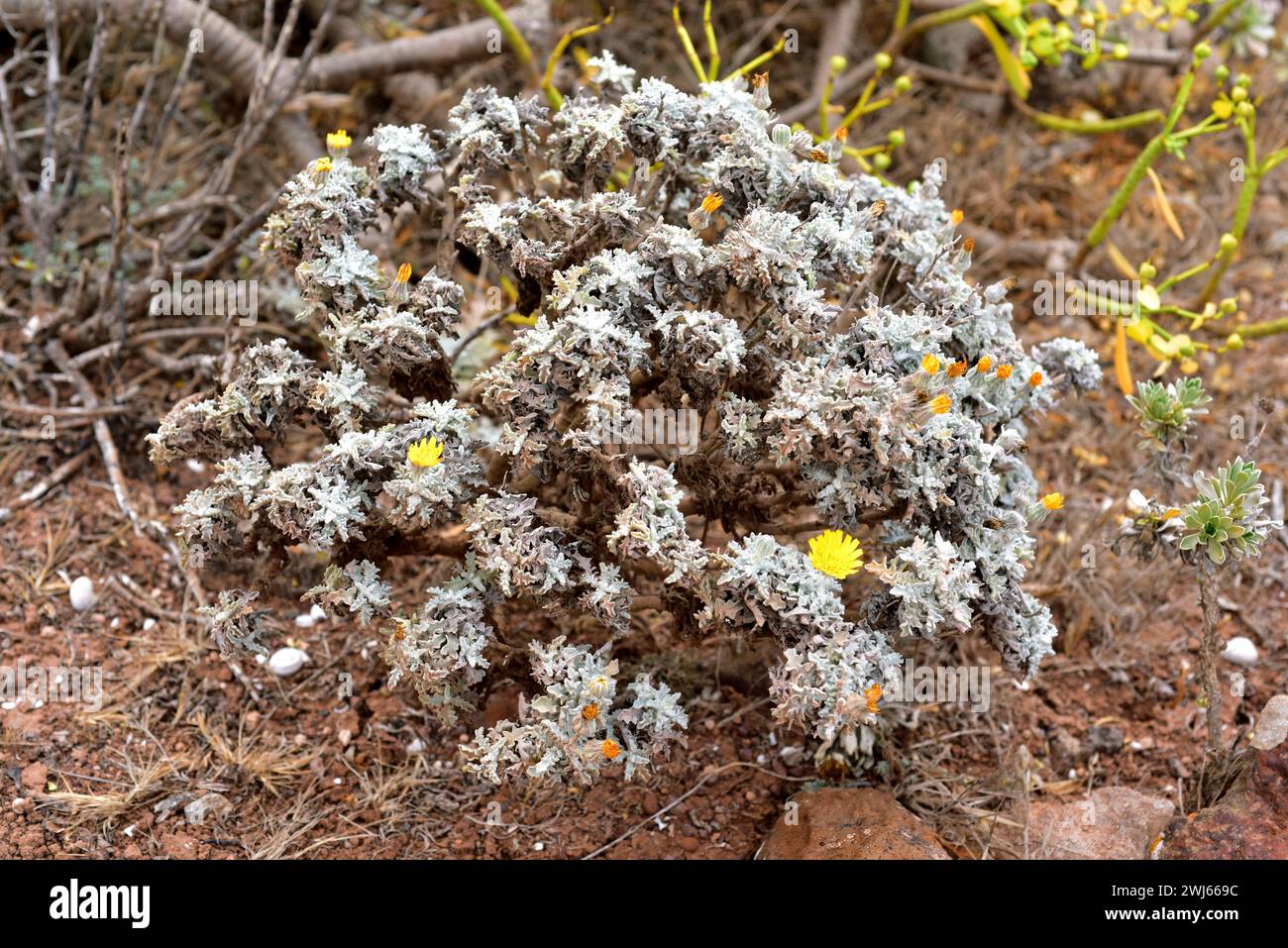 Estornudera (Andryala glandulosa) is a perennial herb endemic to Macaronesia. This photo was taken in Lanzarote Island, Canary Islands, Spain. Stock Photo