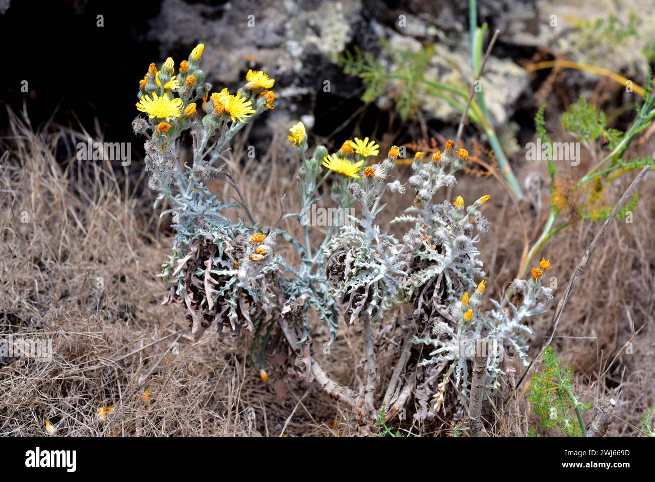 Estornudera (Andryala glandulosa) is a perennial herb endemic to Macaronesia. This photo was taken in Volcan de La Corona, Lanzarote Island, Canary Is Stock Photo