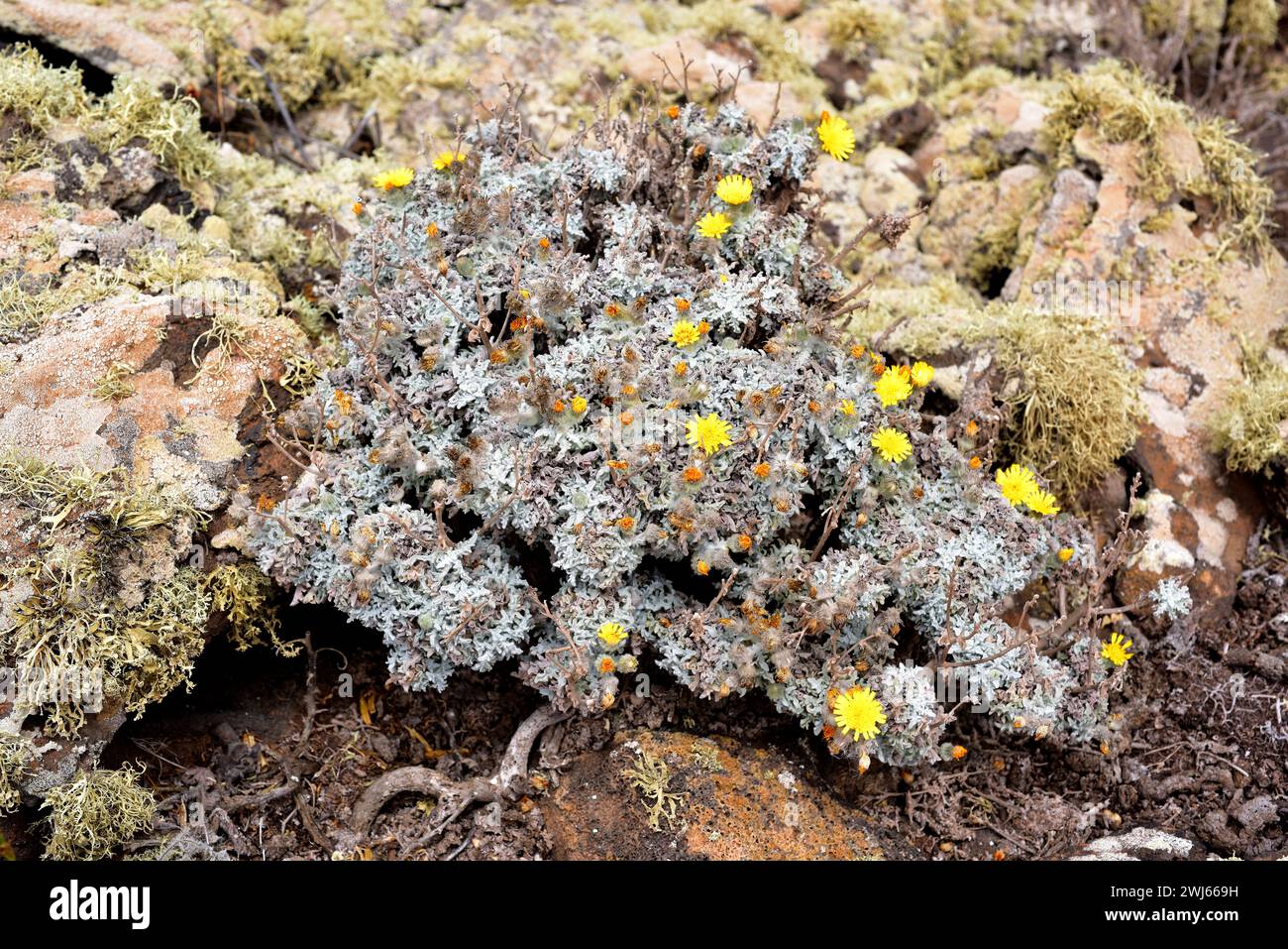 Estornudera (Andryala glandulosa) is a perennial herb endemic to Macaronesia. This photo was taken in Volcan de La Corona, Lanzarote Island, Canary Is Stock Photo