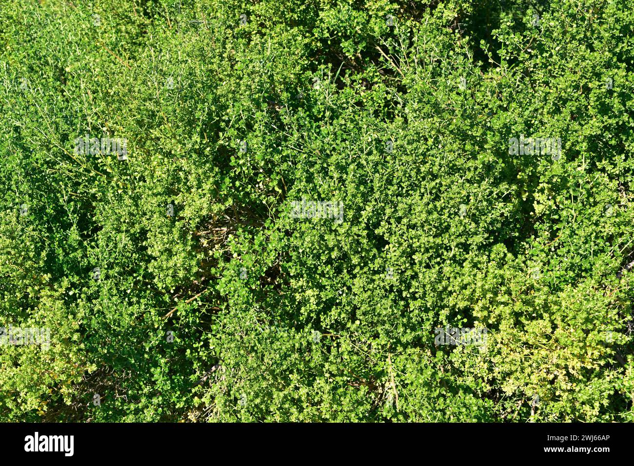 Vautro or gaultro (Baccharis concava) is a perennial shrub native to Chile. Stock Photo
