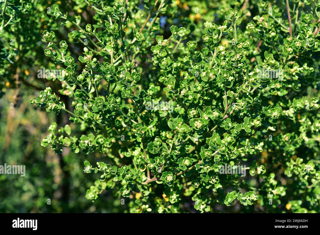 Vautro or gaultro (Baccharis concava) is a perennial shrub native to Chile. Flowers and leaves detail. Stock Photo