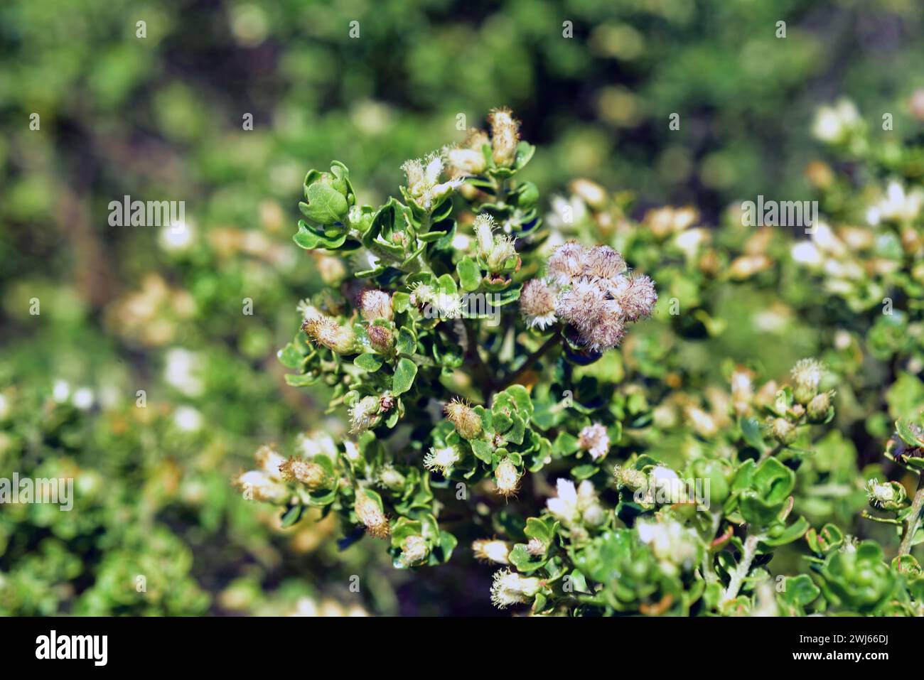 Vautro or gaultro (Baccharis concava) is a perennial shrub native to Chile. Fruits detail. Stock Photo