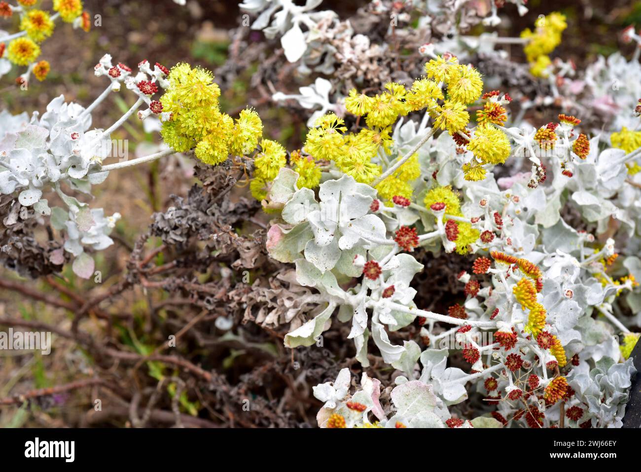 Conejo buckwheat (Eriogonum crocatum) is a perennial shrub endemic to Conejo Valley, California, USA. Stock Photo
