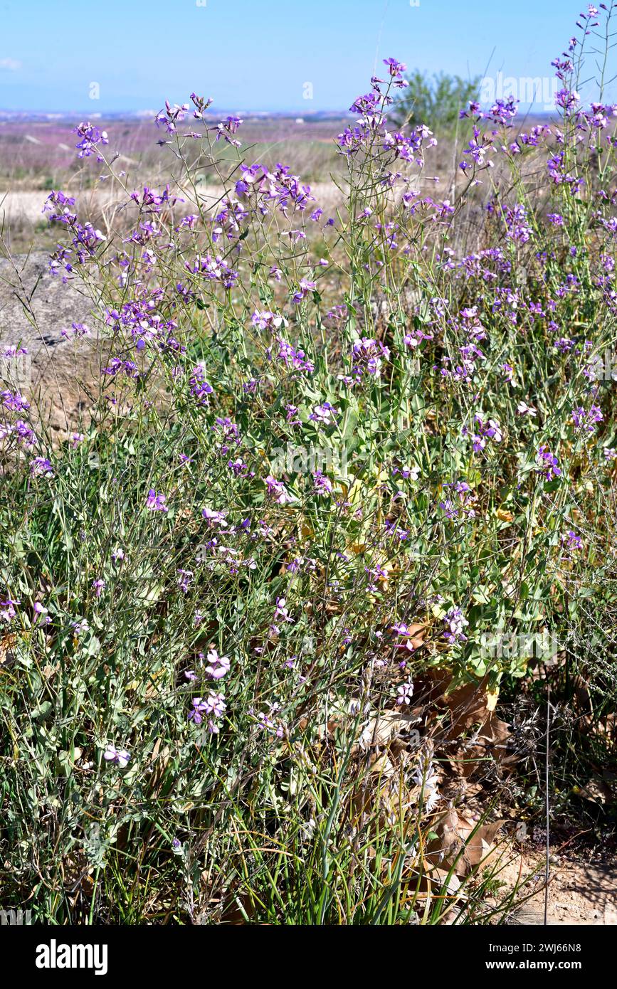 Collejon (Moricandia arvensis) is an annual or perennial herb native to southern Europe and norwestern Africa. This photo was taken in Torres de Segre Stock Photo