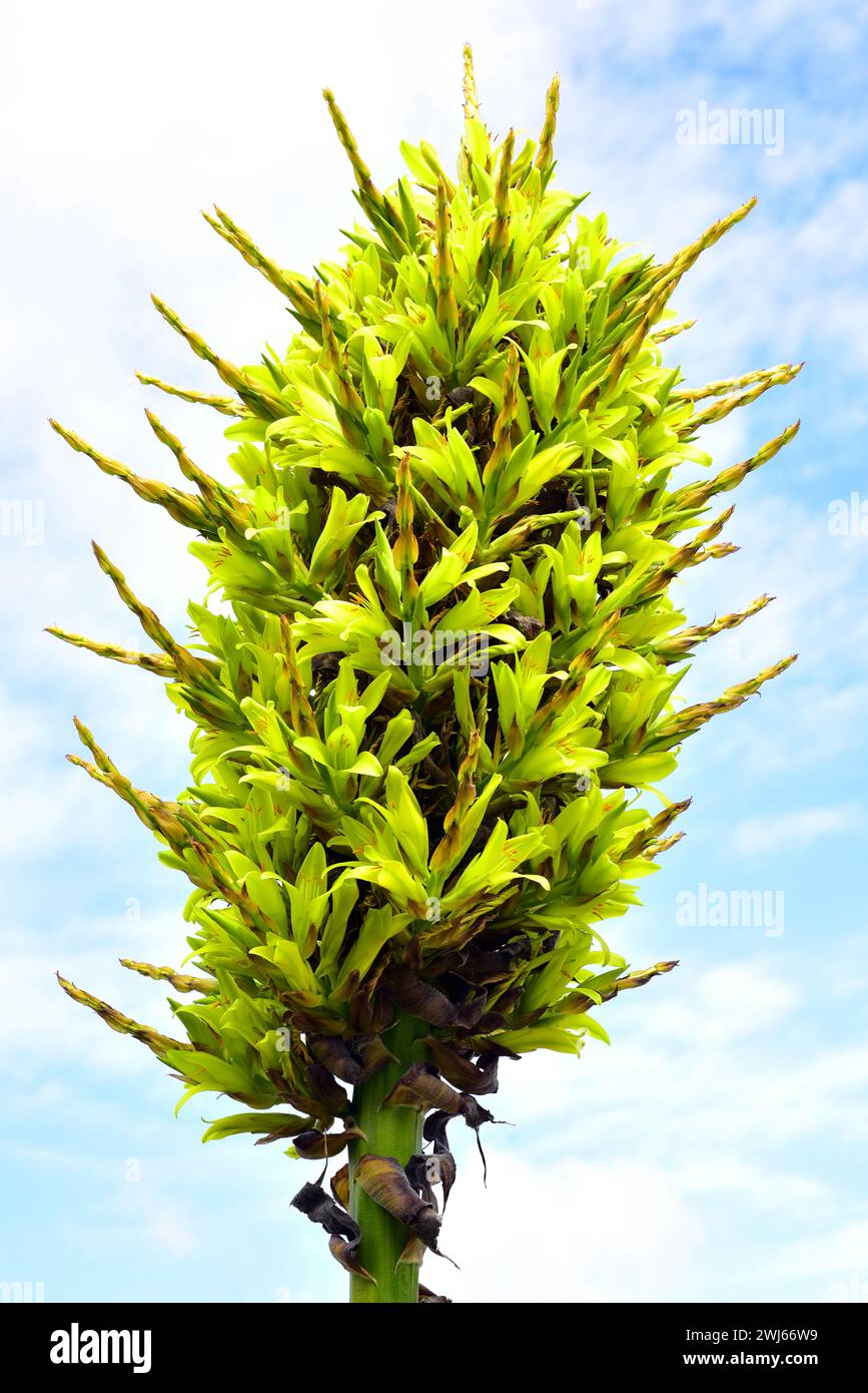 Chagual o pico espina (Puya chilensis) is a spiny perennial plant native to Chile. Inflorescence detail. Stock Photo