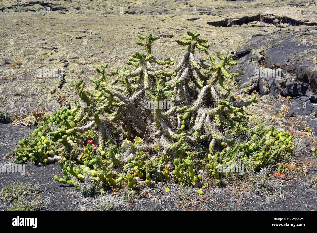 Eve's pin (Austrocyilindropuntia subulata or Opuntia subulata) is a spiny succulent plant native to Peru and Ecuador and naturalized in other temperat Stock Photo