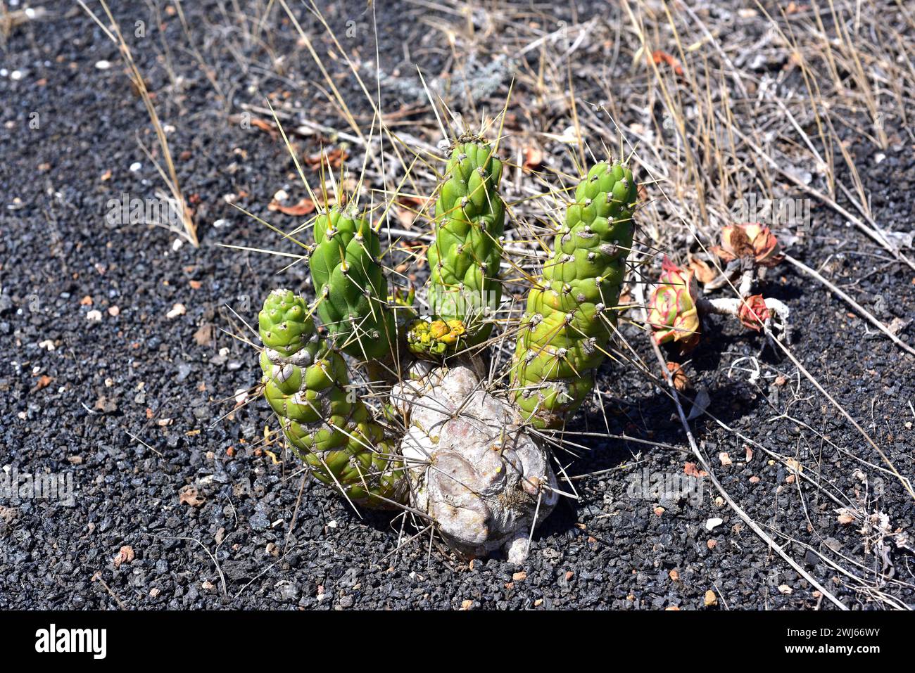 Eve's pin (Austrocyilindropuntia subulata or Opuntia subulata) is a spiny succulent plant native to Peru and Ecuador and naturalized in other temperat Stock Photo