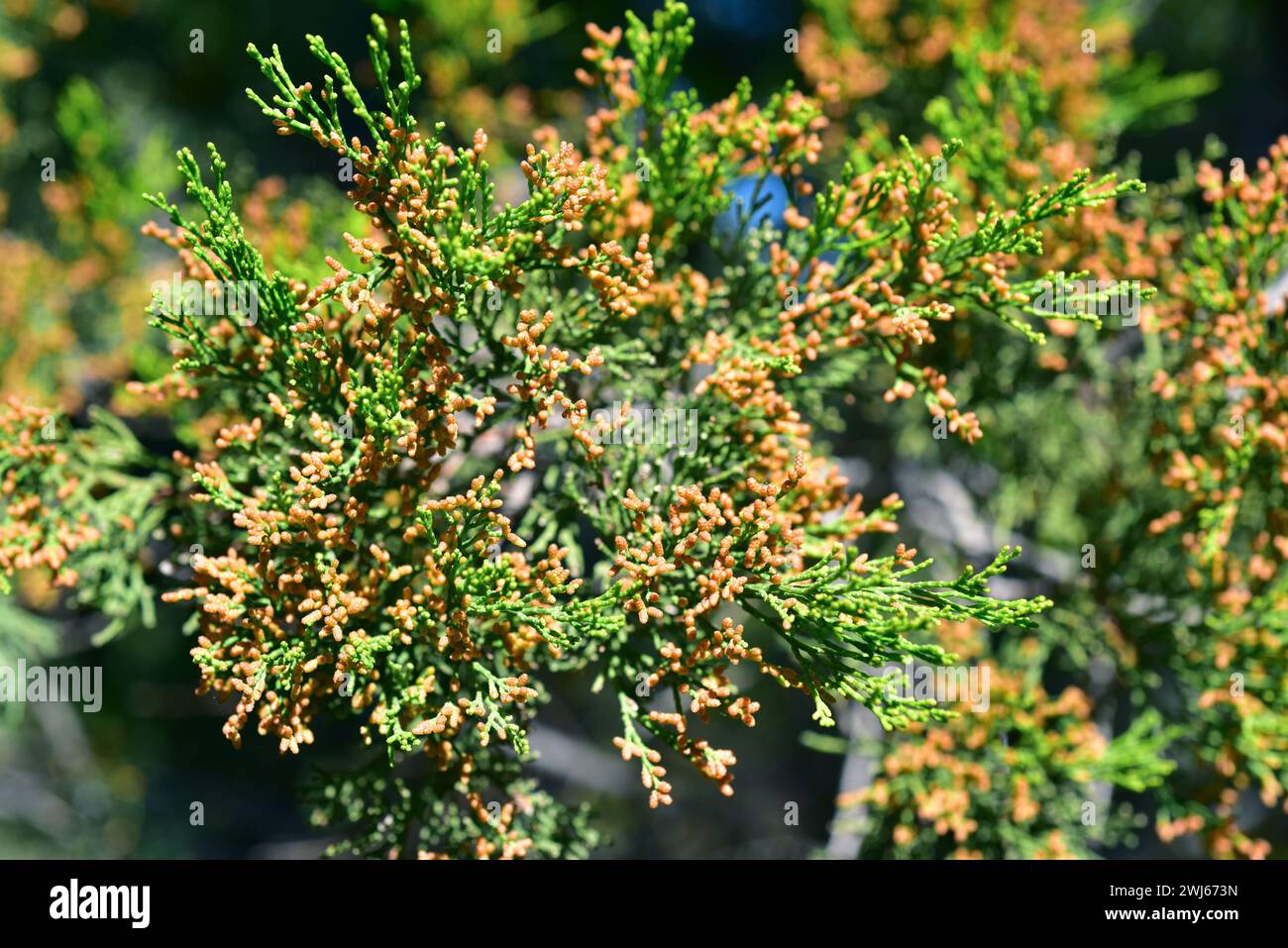 Rottnest Island pine or southern cypress pine (Callitris preissii) is a conifer endemic to Australia. Male flowers detail. Stock Photo