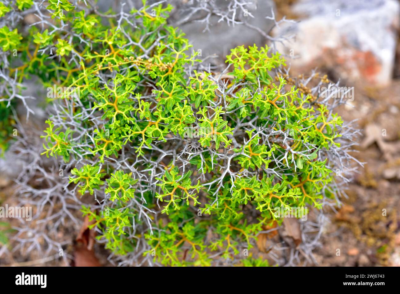 Greek spiny spurge (Euphorbia acanthothamnos) is a spiny shrub endemic to Greece and Turkey. Stock Photo