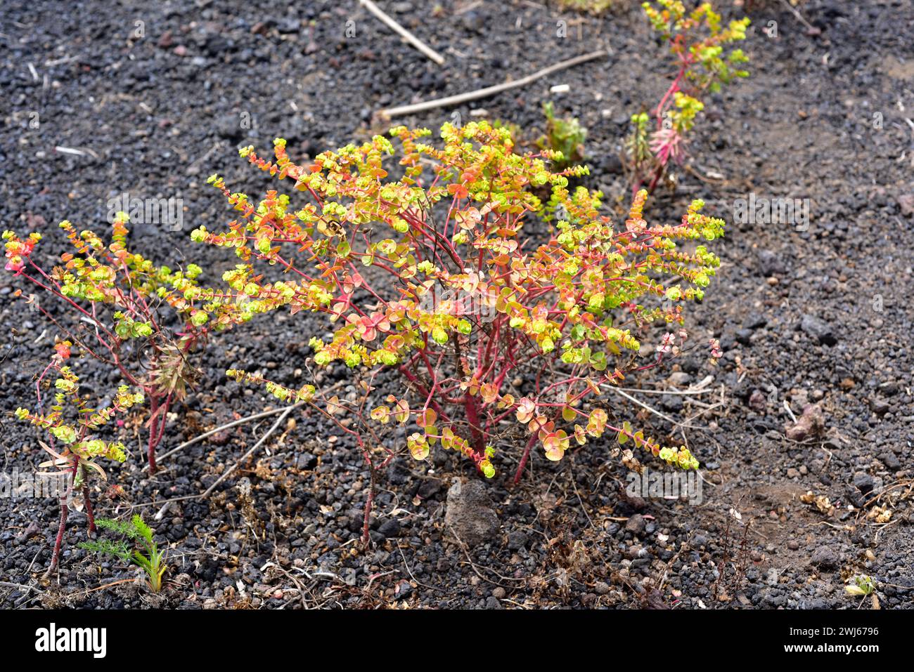 Petty spurge or milkweed (Euphorbia peplus) is an annual herb native to Europe, northern Africa and western Asia. This photo was taken in Lanzarote Is Stock Photo