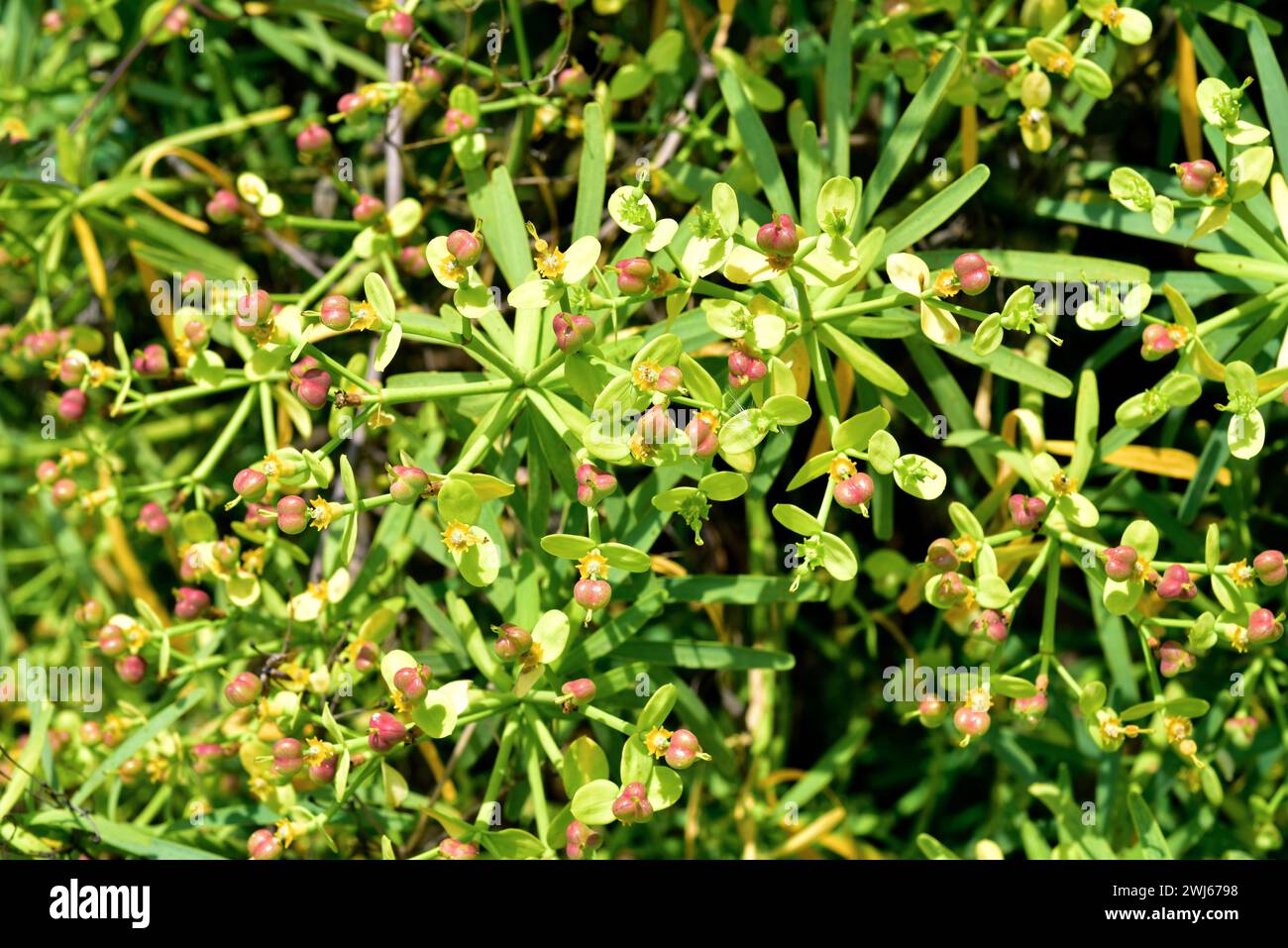 Tabaiba morisca (Euphorbia regis-jubae) is a shrub native to Canary Islands and Morocco. Flowers and fruits detail. Stock Photo