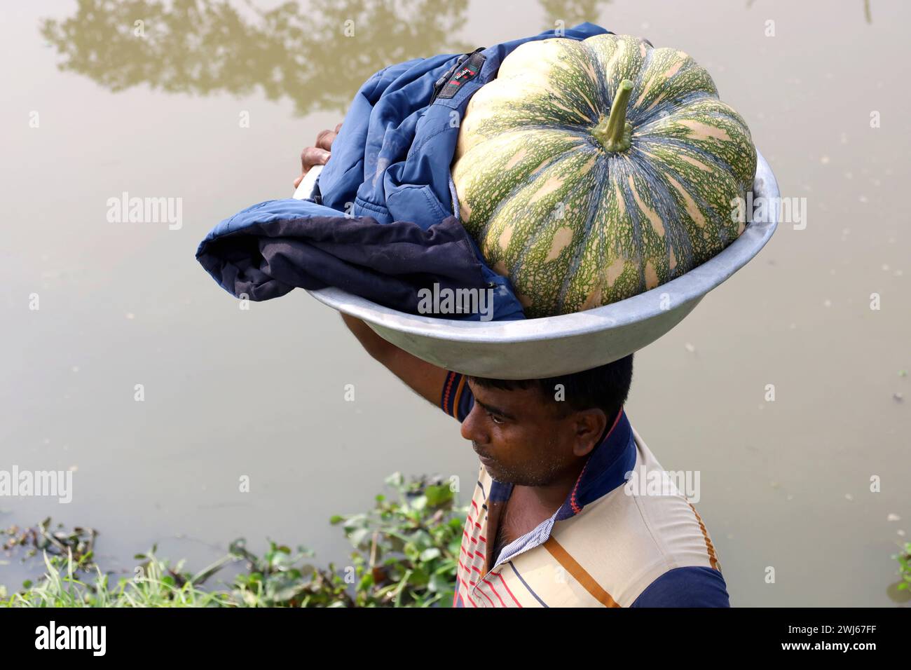 Munshiganj, Munshiganj, Bangladesh. 13th Feb, 2024. Workers are taking giant sweet pumpkins produced in Arial Beel, Munshiganj from the field to the market for sale. The sweet pumpkins of Arial Beel are famous for their size. Each pumpkin weighs between 20 and 200 kg. Nowhere else in Bangladesh has it been possible to produce pumpkins of such a large size. Farmers sell pumpkins at Tk 25 ($.25) per kg. These sweet pumpkins are also exported abroad. (Credit Image: © Syed Mahabubul Kader/ZUMA Press Wire) EDITORIAL USAGE ONLY! Not for Commercial USAGE! Stock Photo