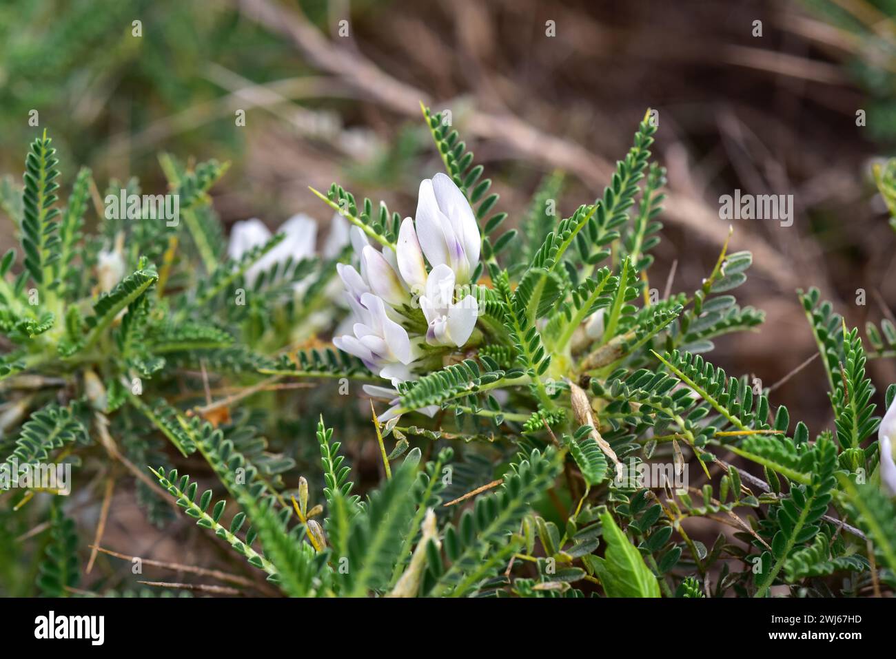 Coixinet de monja (Astragalus tragacantha or Astragalus massiliensis) is a spiny cushion like shrub native to Mediterranean. Flowers, leaves and thorn Stock Photo