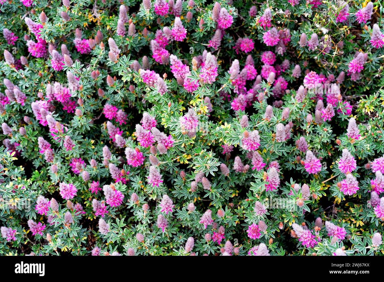 Cretan ebony (Ebenus cretica) is a shrub endemic to Crete Island ...