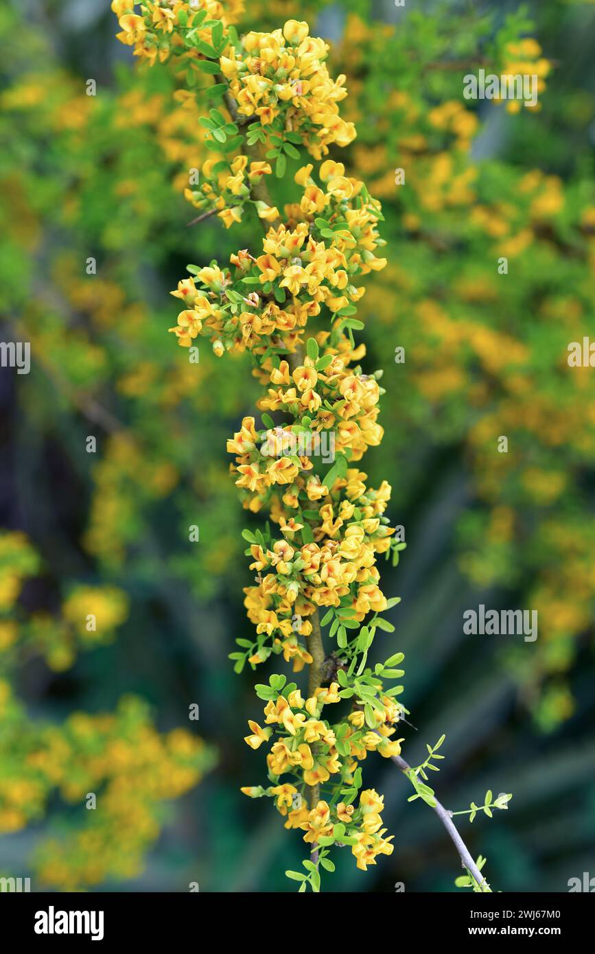 Native chilean tree hi-res stock photography and images - Alamy
