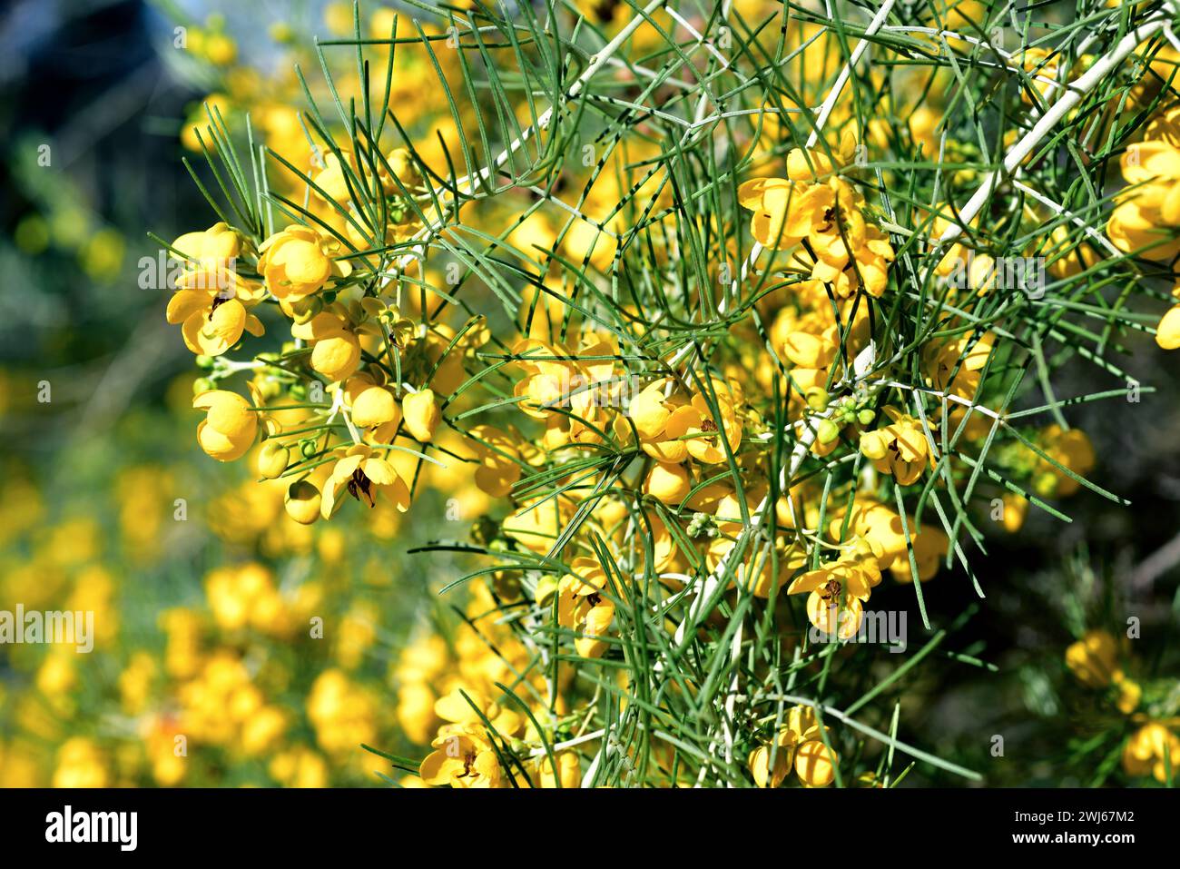 Silver cassia or wormwood cassia (Senna artemisioides) is an evergreen shrub endemic to Australia. Flowers and leaves detail. Stock Photo