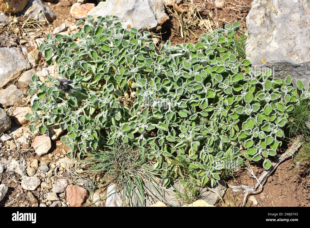 Marrubio nevado (Marrubium supinum) is a perennial herb endemic to eastern Spain and northwestern  Africa. This photo was taken in Ports de Tortosa-Be Stock Photo