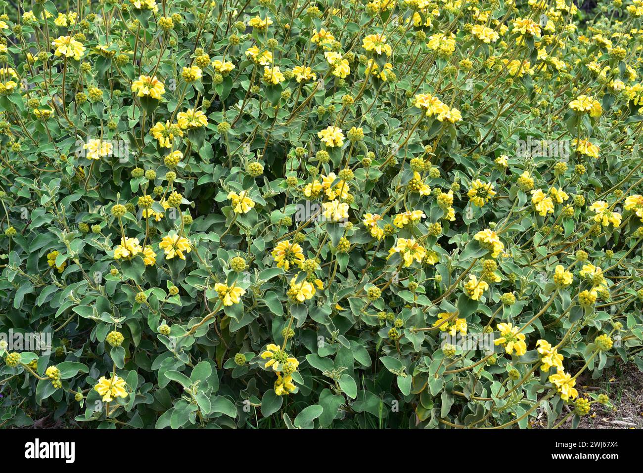 Golden-leaved Jerusalem sage (Phlomis chrysophylla) is an evergreen shrub native to western Asia. Flowering plant. Stock Photo