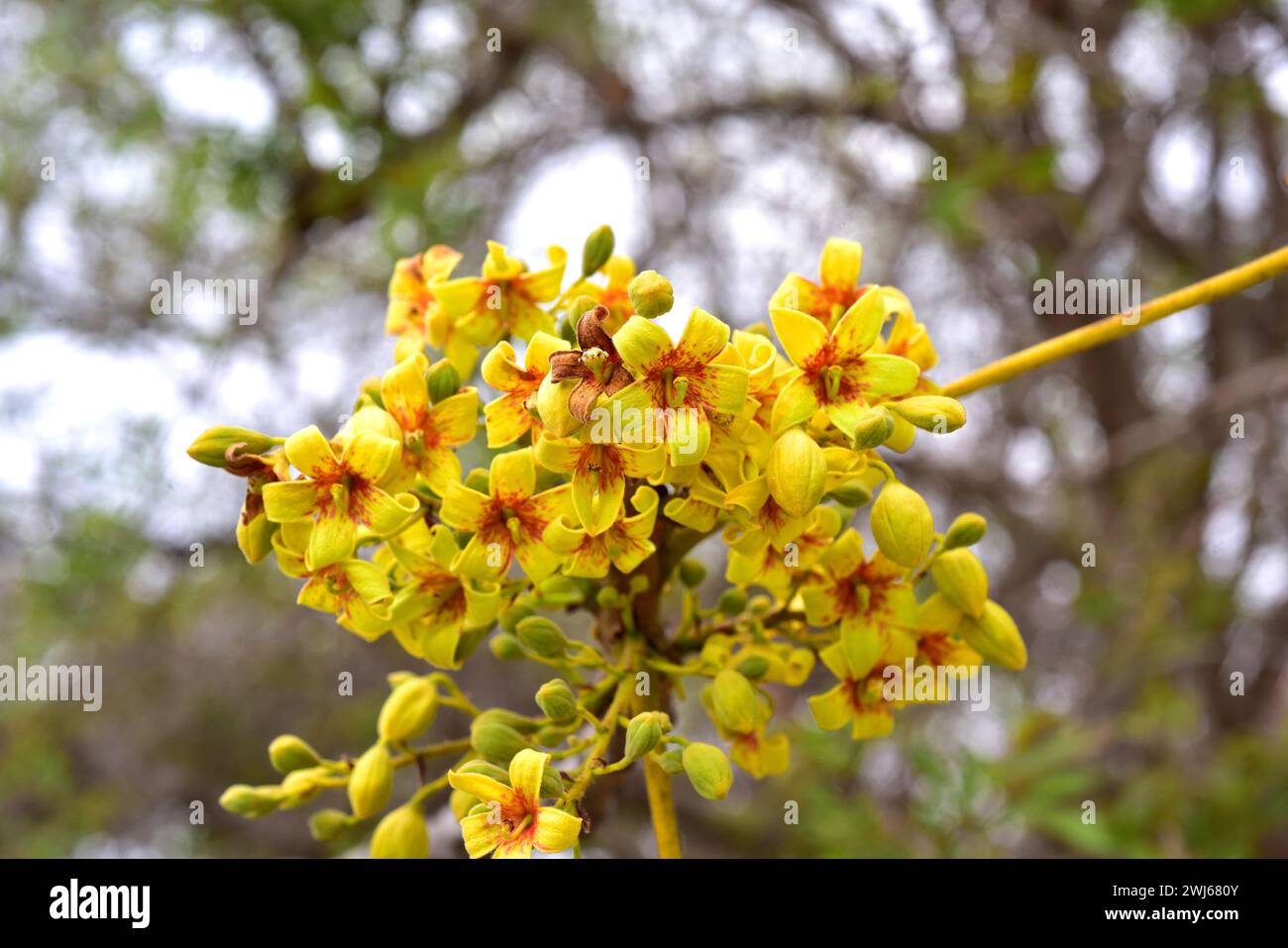 Lowveld chestnut (Sterculia murex) is a deciduous tree native to southern Africa. Flowers detail. Stock Photo