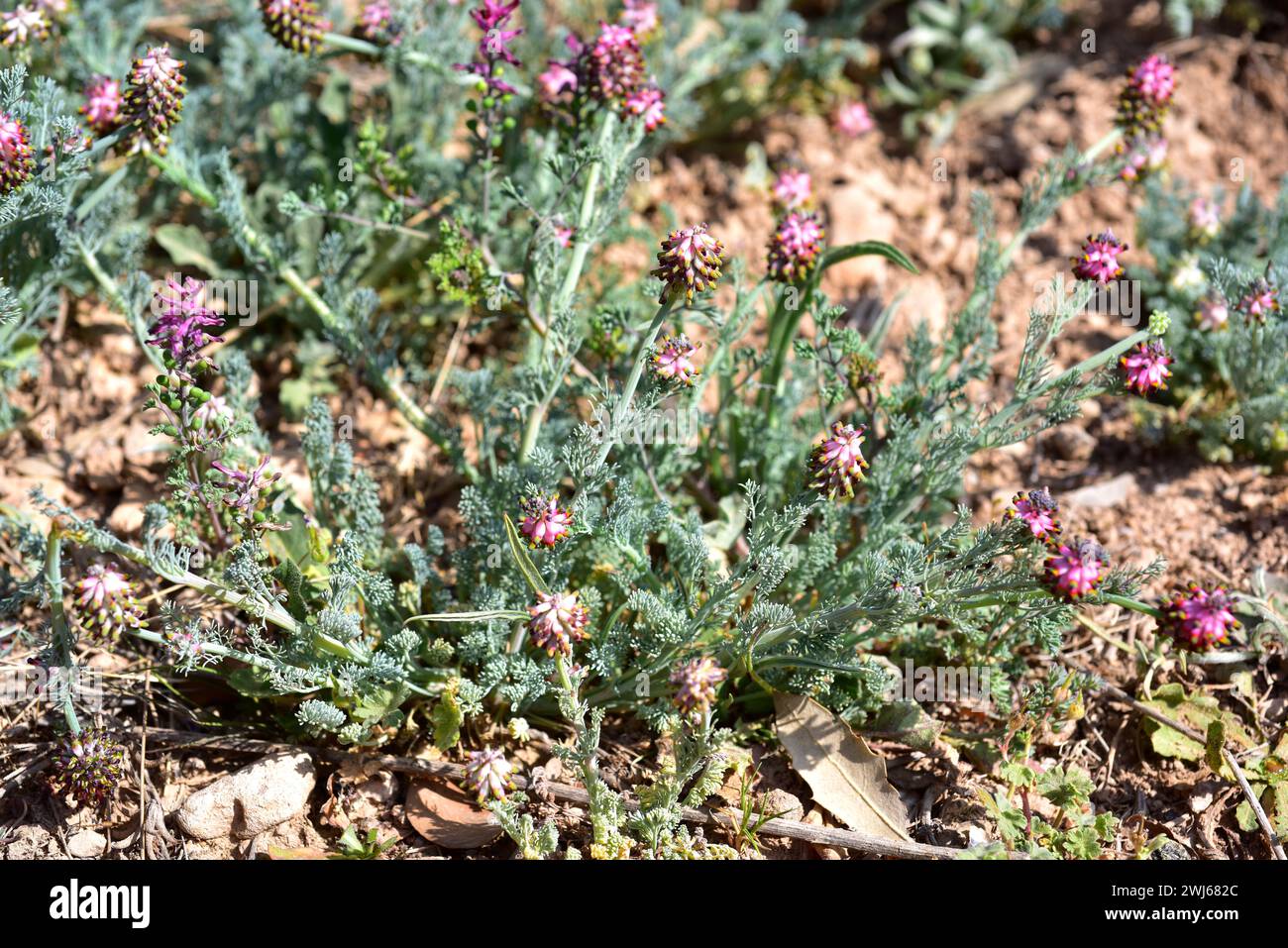 Palomita (Platycapnos spicata) is an annual herb native to Iberian Peninsula. This photo was taken in Bellmunt de Segarra, Lleida province, Catalonia, Stock Photo