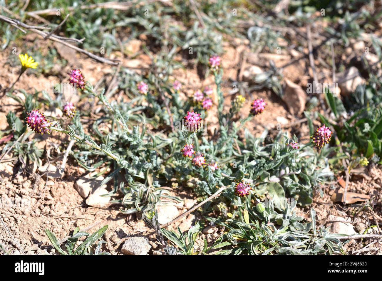 Palomita (Platycapnos spicata) is an annual herb native to Iberian Peninsula. This photo was taken in Bellmunt de Segarra, Lleida province, Catalonia, Stock Photo