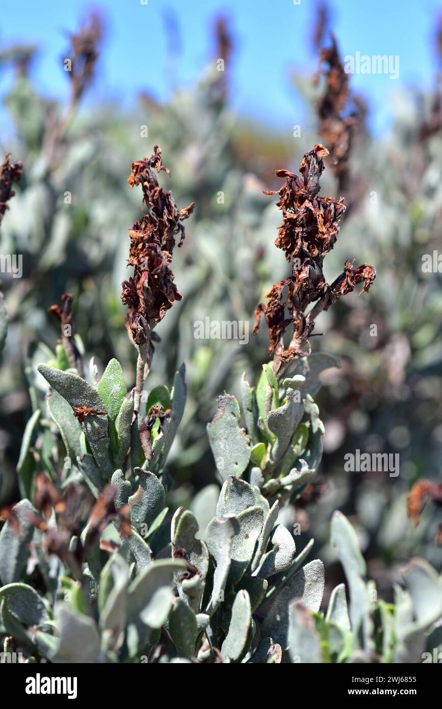Limoniastrum monopetalum is an halophyte shrub native to north Africa, Cadiz coast and naturalized in Delta del Ebro. Leaves with salt and fruits deta Stock Photo