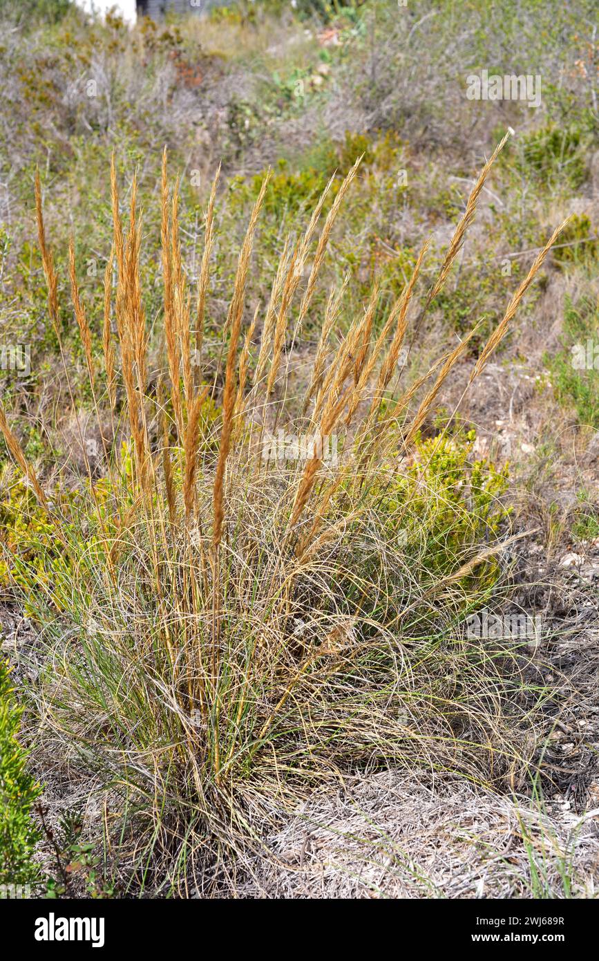 Esparto or esparto grass (Stipa tenacissima) is a perennial herb