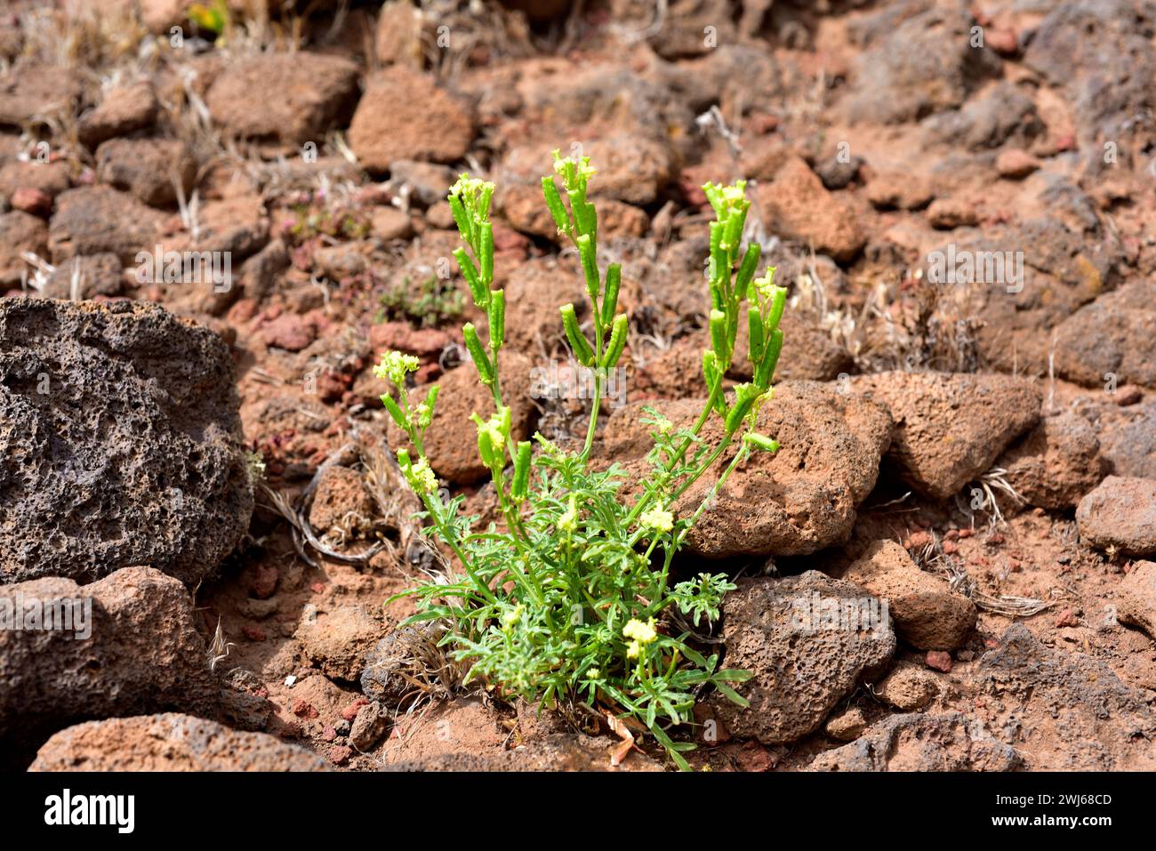 Rabo cordero or sonajera (Reseda crystallina or Reseda lancerotae) is an annual or perennial herb endemic to eastern Canary Islands (Gran Canaria, Fue Stock Photo