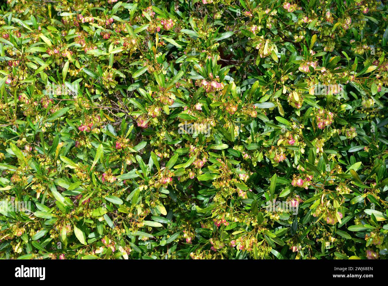 Hopbush (Dodonaea viscosa) is an evergreen shrub cosmopolitan in tropical or temperate regions: Africa, Americas, Asia and Australasia. Fruits and lea Stock Photo