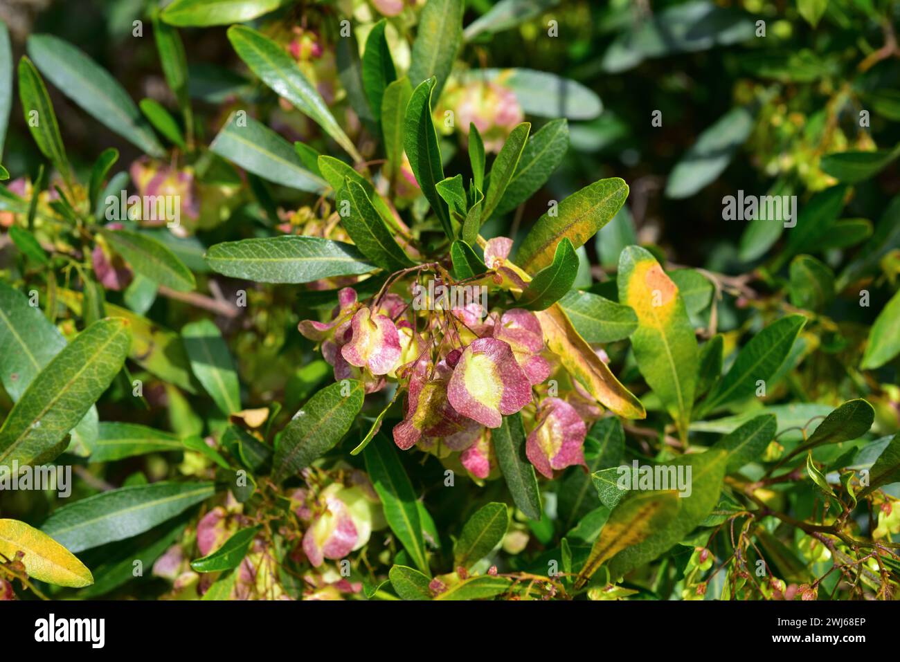 Hopbush (Dodonaea viscosa) is an evergreen shrub cosmopolitan in tropical or temperate regions: Africa, Americas, Asia and Australasia. Fruits and lea Stock Photo