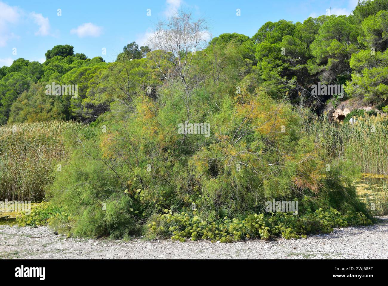 Taray or taraje (Tamarix africana or Tamarix hispanica) is a big shrub or small tree native of de coasts of western Mediterranean Basin. This photo wa Stock Photo