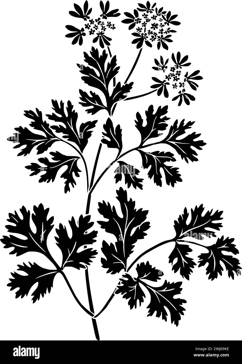 black coriander silhouette or flat leaf illustration of coriandrum logo leaves for food with ingredient icon and plant shape herb as condiment to seed Stock Vector