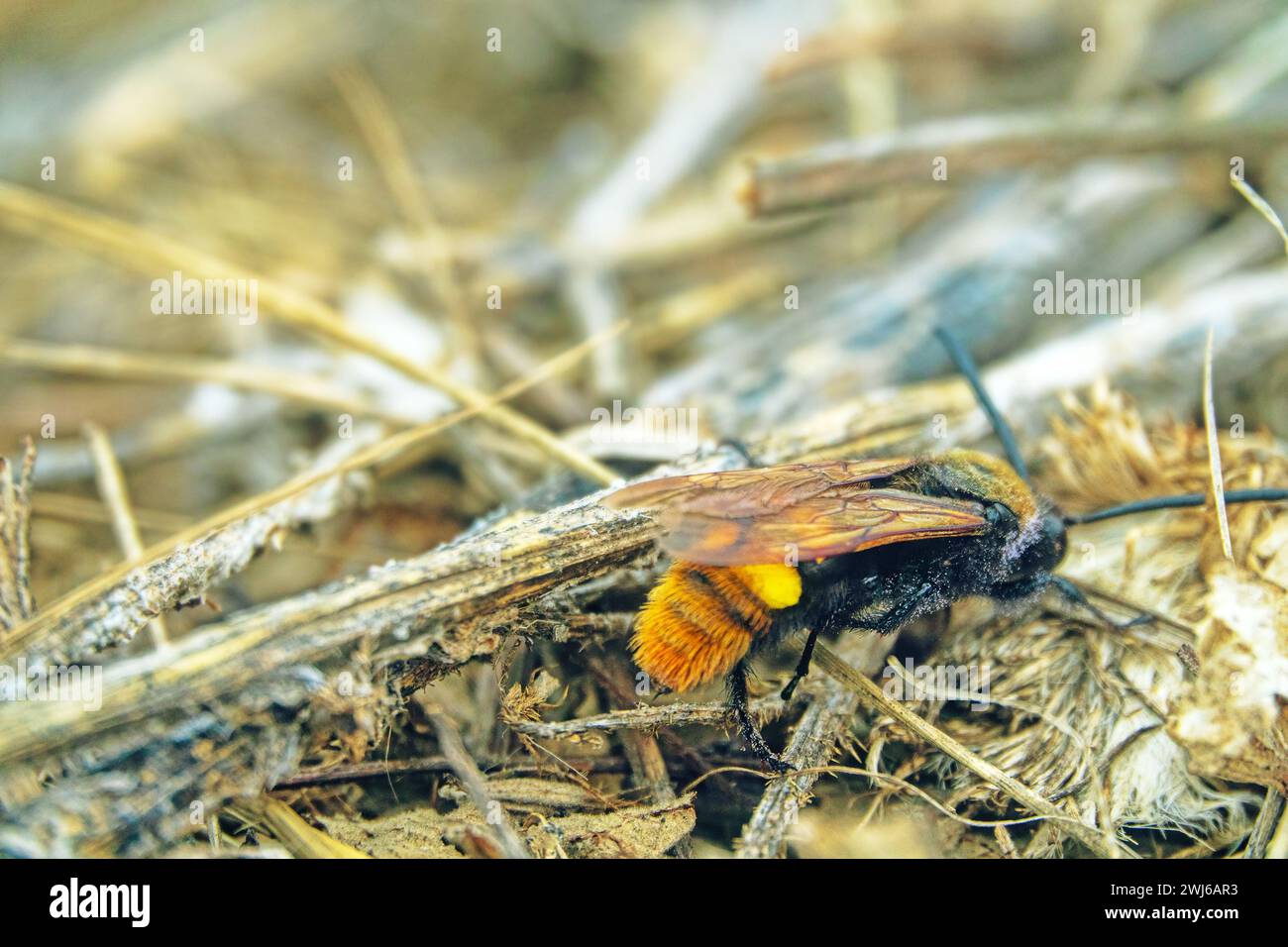 Mammoth wasp (Megascolia maculata, female, largest Hymenoptera) moves through dung in search of rhinoceros beetle (Oryctes nasicornis) larva. Coastal Stock Photo