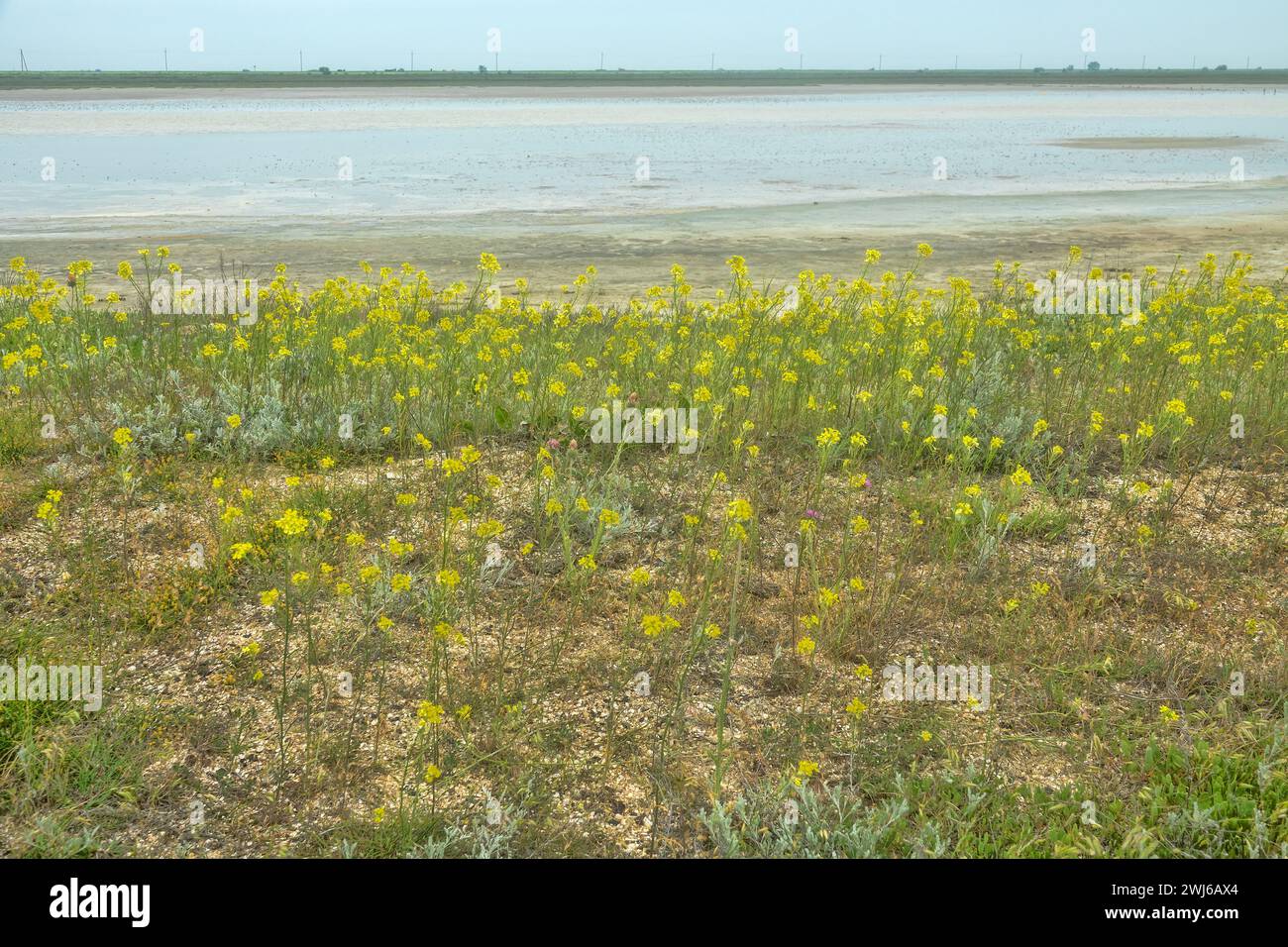 The shore of the salt marginal lake (etang). Bittercress (Barbarea), fleabane (Artemisia) on silt-shell deposits predominate. North Black sea Stock Photo