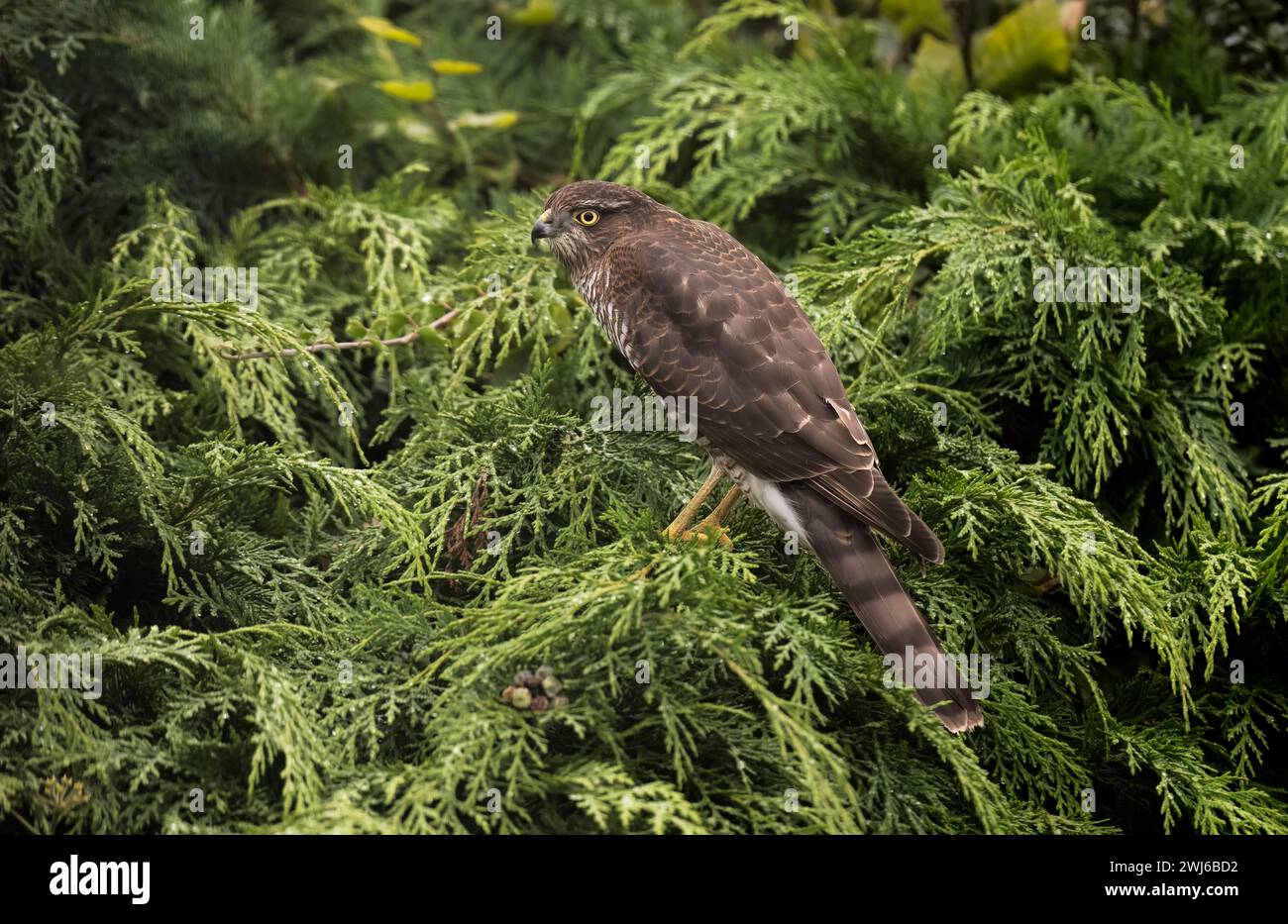 Sparrowhawk male perched on a green hedge, close up Stock Photo