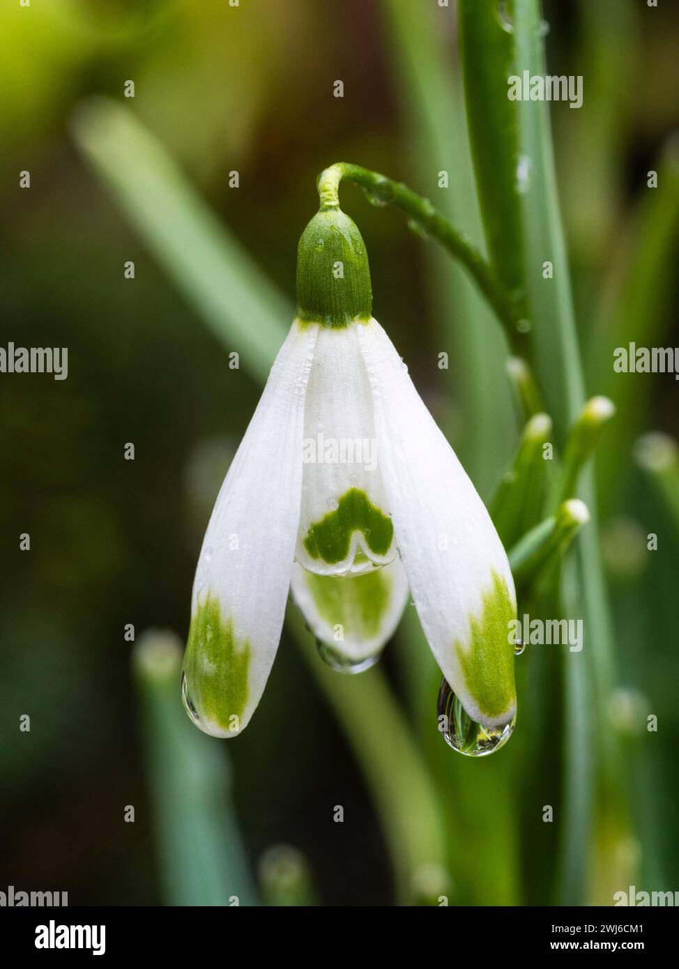 Green Tipped White Flower Of The Winter Blooming Common Snowdrop Green Tipped White Flower Of The Winter Blooming Common Snowdrop