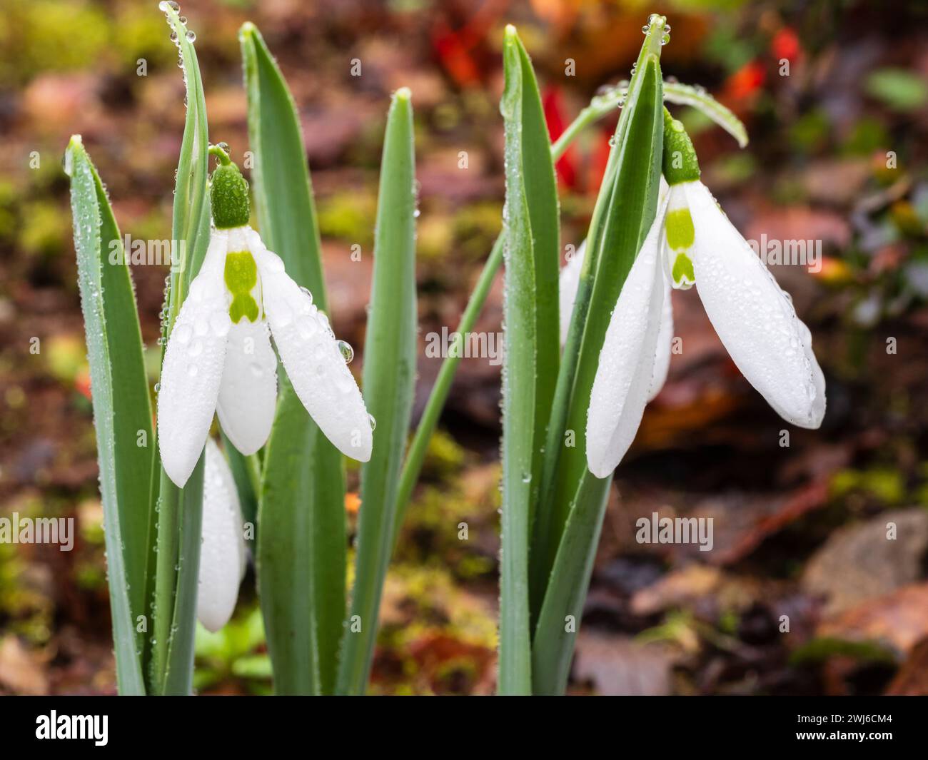 Long outer perianth segments of the winter flowering snowdrop bulb, Galanthus 'Aunt Nellie's Danglers' Stock Photo
