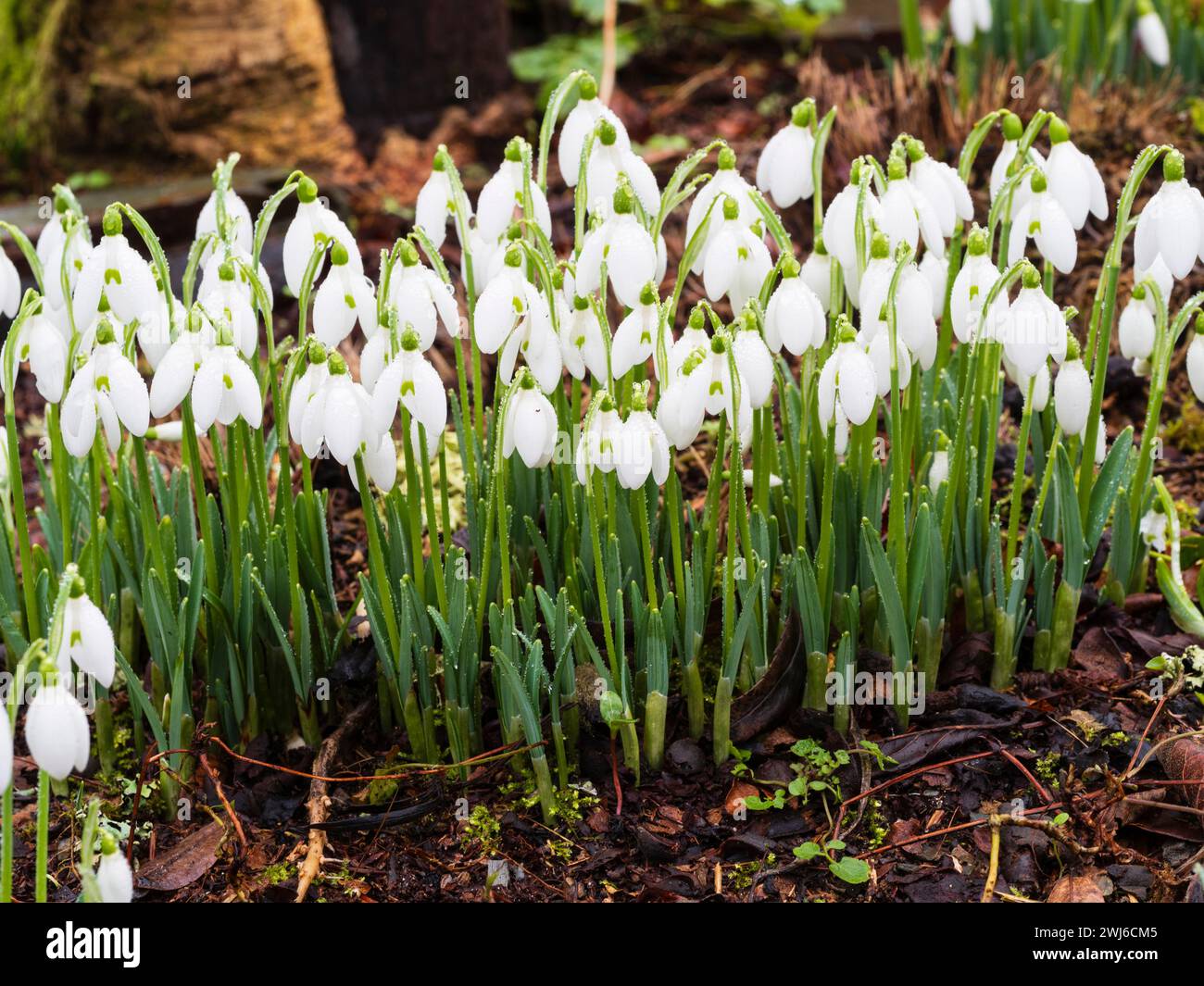 Winter flowering clump of the single snowdrop variety, Galanthus 'Straffan' Stock Photo