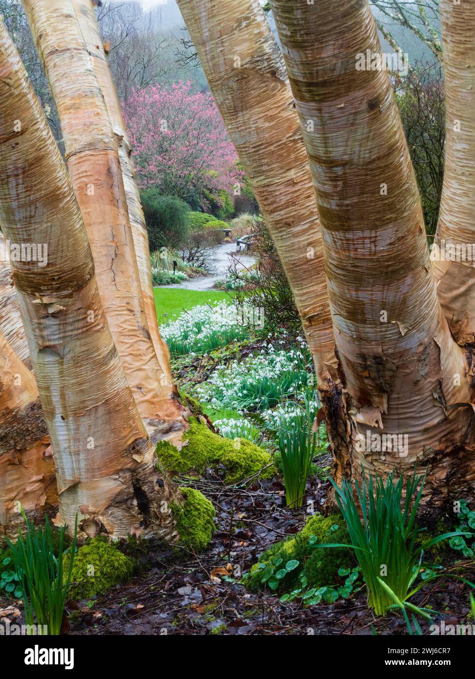 Winter view of the snowdrop drifts, Galanthus elwesii varieties, framed by the trunks of Betula ermanii 'Grayswood Hill' at The Garden House, Devon, U Stock Photo