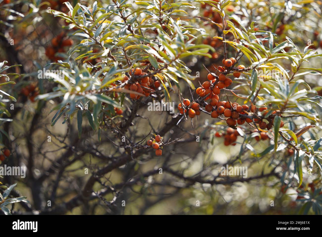 Branches of seabuckthorn with fruits Stock Photo