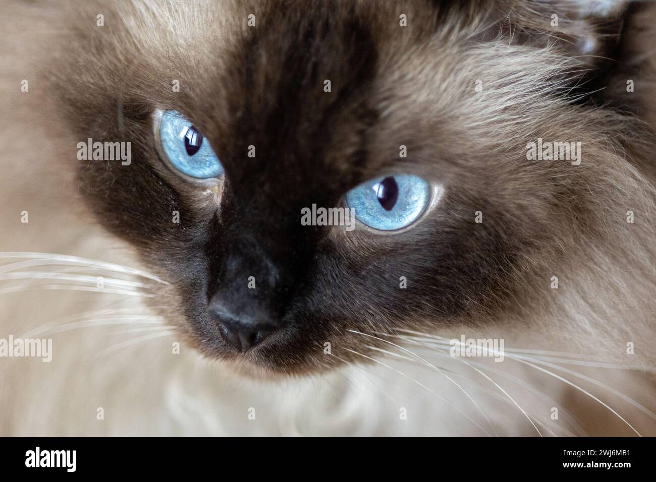 Ragdoll cat portrait Stock Photo