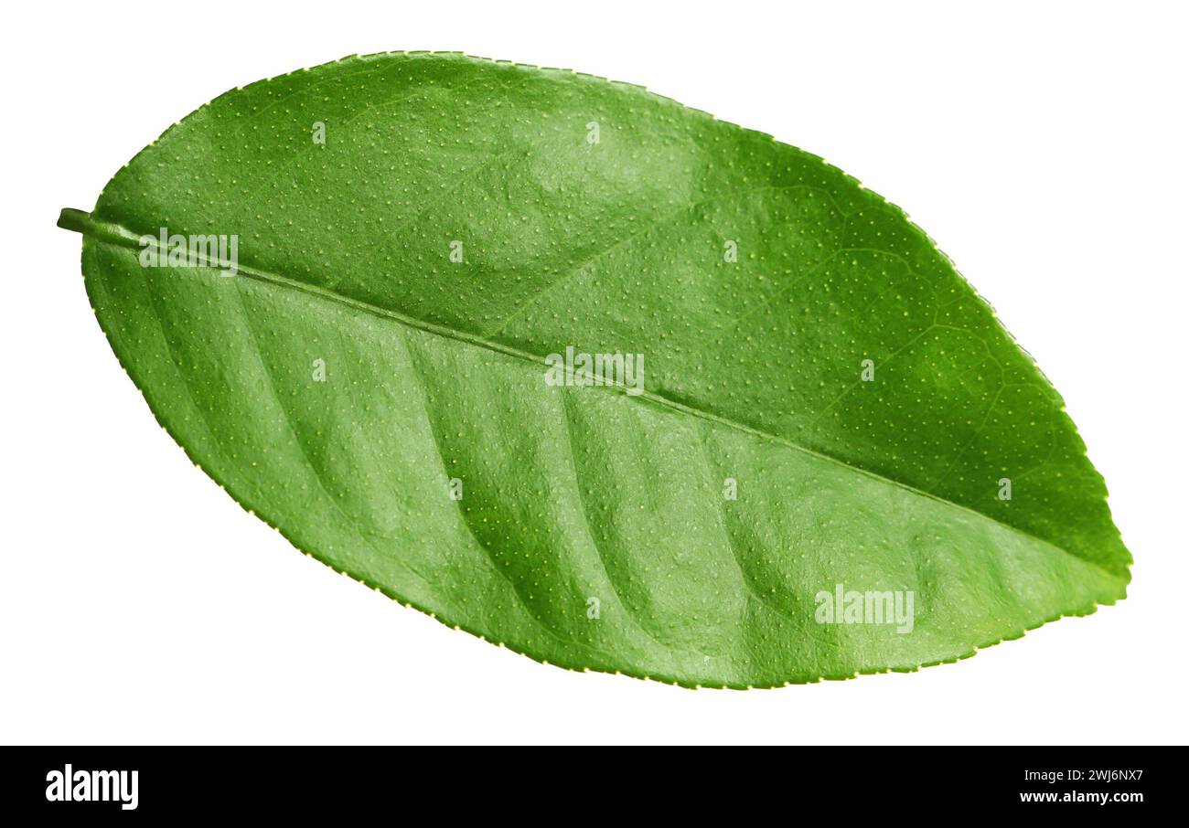 Green leaf of lemon tree isolated on white Stock Photo - Alamy