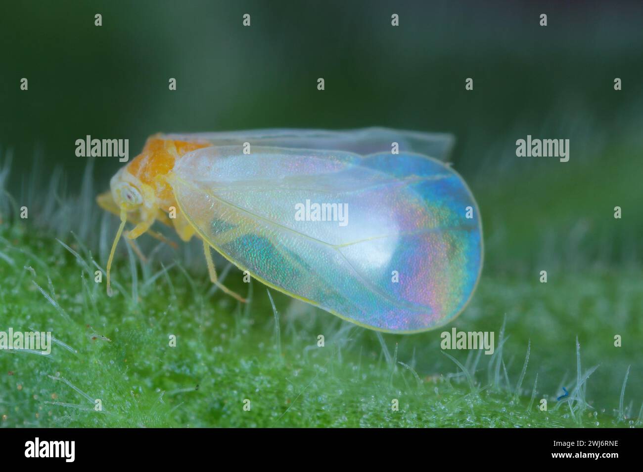 Aleurodicus whitefly, is a small white sap-sucking insect, a true bug in the order Hemiptera. Adult. Stock Photo