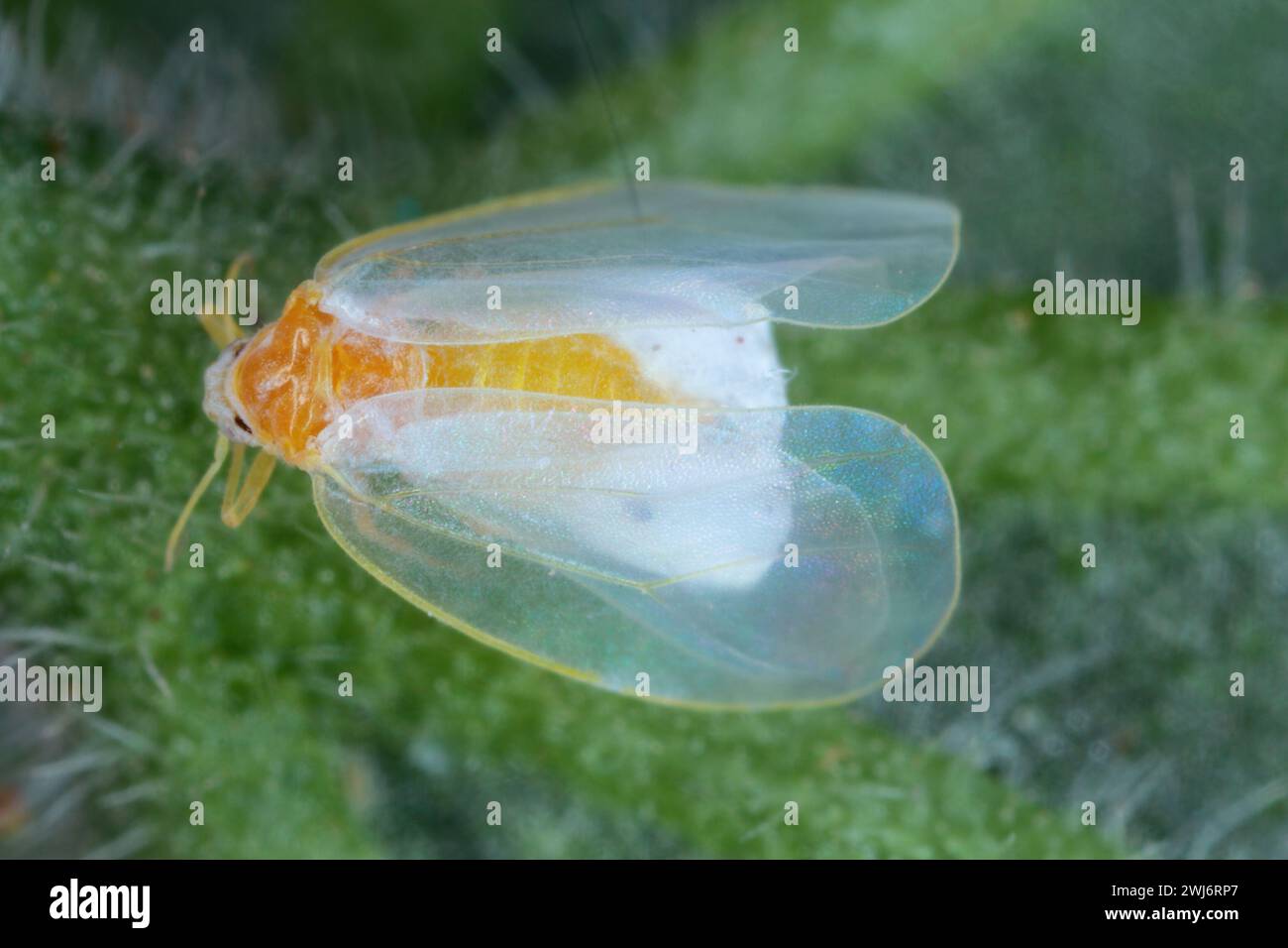 Aleurodicus whitefly, is a small white sap-sucking insect, a true bug in the order Hemiptera. Adult. Stock Photo