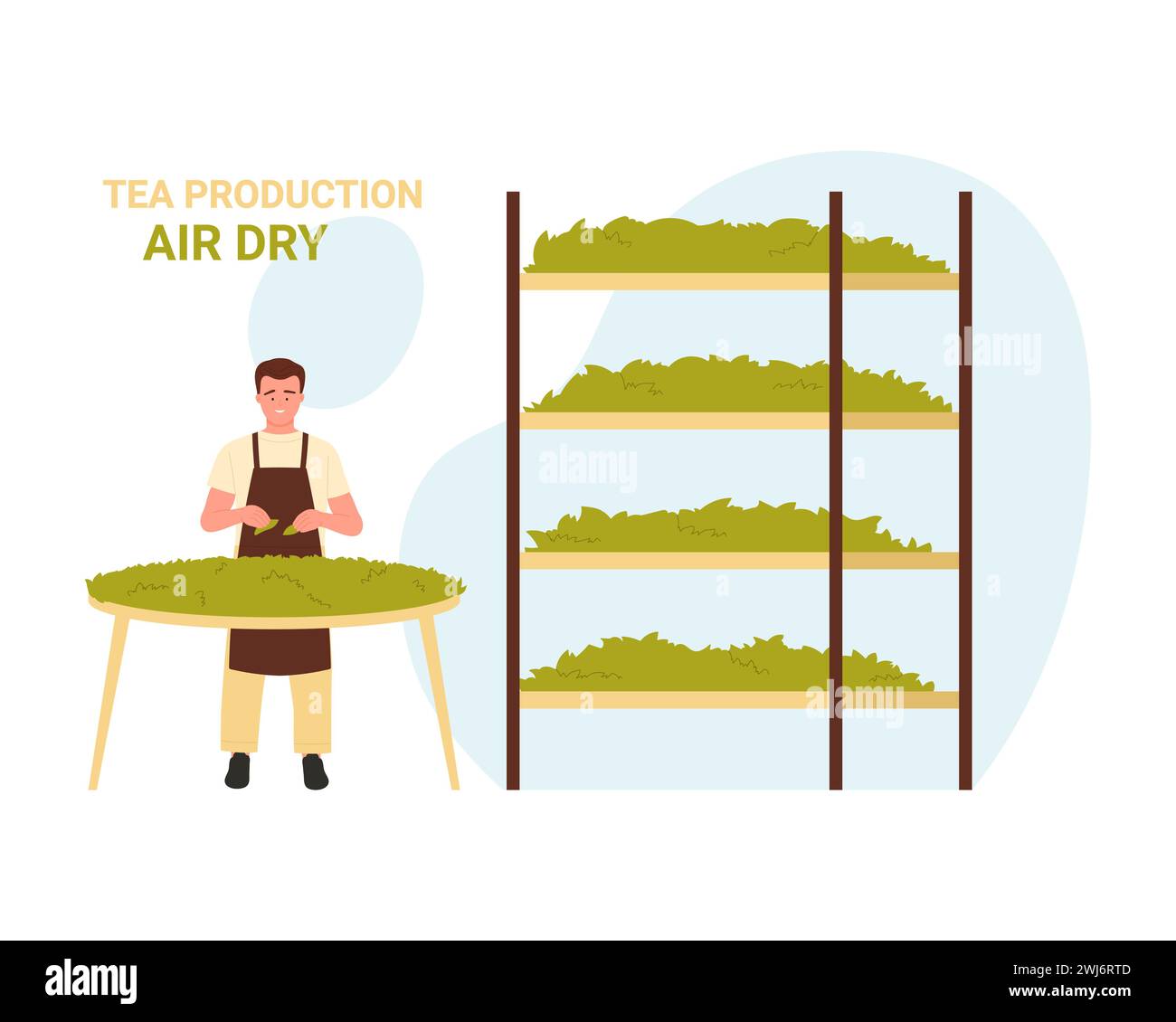 Air drying process of green tea leaves. Natural tea production cartoon ...